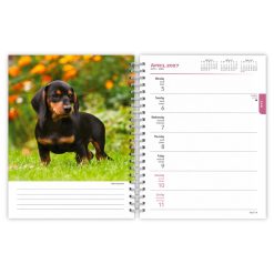 Alternative view of Dachshunds 2027 Engagement