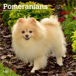 Pomeranians 2027 Square Wall Calendar