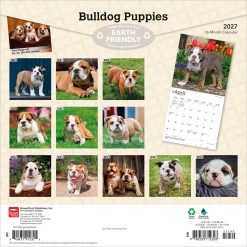 Alternative view of Bulldog Puppies 2027 Square Wall Calendar