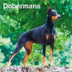 Dobermans 2027 Square Wall Calendar