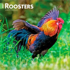 Roosters 2027 Square