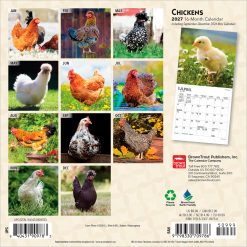 Alternative view of Chickens 2027 Mini