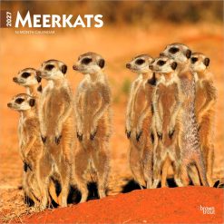 Meerkats 2027 Square