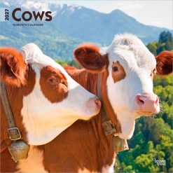 Cows 2027 Square