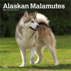 Alaskan Malamutes 2027 Square Wall Calendar