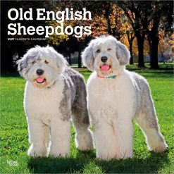 Old English Sheepdogs 2027 Square Wall Calendar