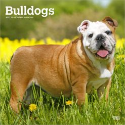 Bulldogs 2027 Square Wall Calendar