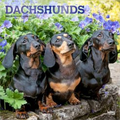 Dachshunds 2027 Square FOIL Wall Calendar