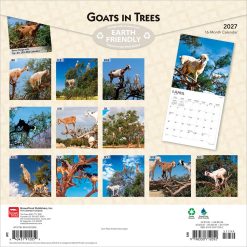 Alternative view of Goats in Trees 2027 Square