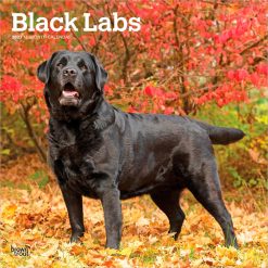 Labrador Retrievers, Black 2027 Square Wall Calendar