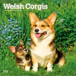 Welsh Corgis 2027 Square Wall Calendar