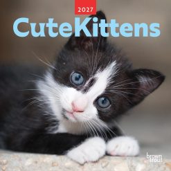 Cute Kittens 2027 Square
