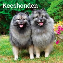 Keeshonden 2027 Square Wall Calendar