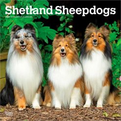 Shetland Sheepdogs 2027 Square Wall Calendar