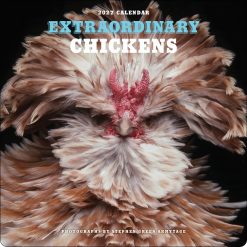 Extraordinary Chickens 2027 Square