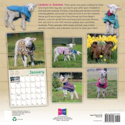Alternative view of Lambies in Jammies & Goats in Coats 2027 Square