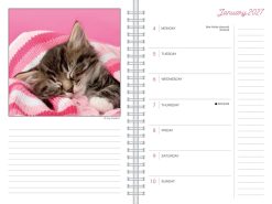 Alternative view of Cat Naps 2027 Engagement