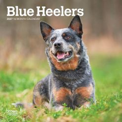 Blue Heelers 2027 Mini