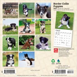 Alternative view of Border Collie Puppies 2027 Mini
