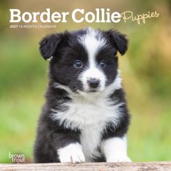 Border Collie Puppies 2027 Mini