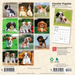 Alternative view of Cavalier King Charles Spaniel Puppies 2027 Mini