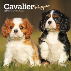 Cavalier King Charles Spaniel Puppies 2027 Mini