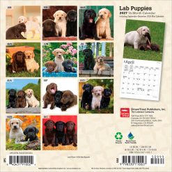 Alternative view of Lab Puppies 2027 Mini