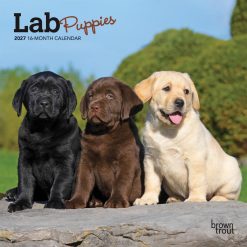 Lab Puppies 2027 Mini