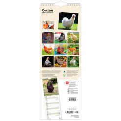 Alternative view of Chickens 2027 Slimline