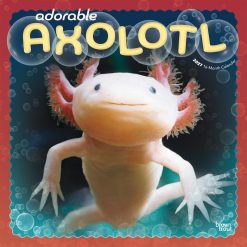 Adorable Axolotl 2027 Square