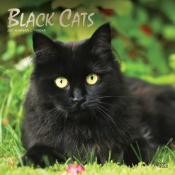 Black Cats 2027 Square FOIL