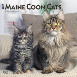 Maine Coon Cats 2027 Square