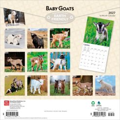Alternative view of Baby Goats 2027 Square