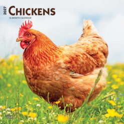 Chickens 2027 Square