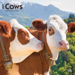 Cows 2027 Square