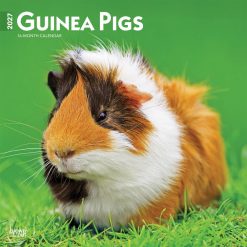 Guinea Pigs 2027 Square