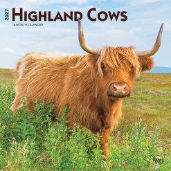 Highland Cows 2027 Square