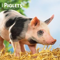 Piglets 2027 Square