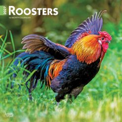 Roosters 2027 Square