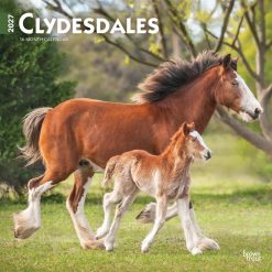 Clydesdales 2027 Square