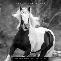 The Noble Horse, The BrownTrout Portrait Series 2027 Square
