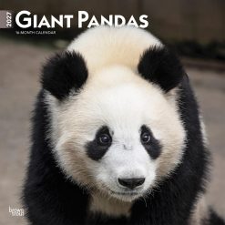 Giant Pandas 2027 Square