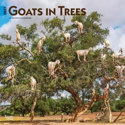 Goats in Trees 2027 Square
