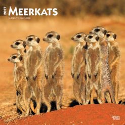 Meerkats 2027 Square