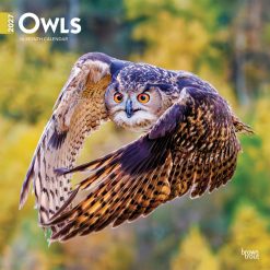 Owls 2027 Square