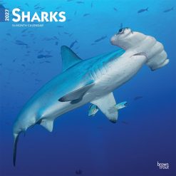 Sharks 2027 Square