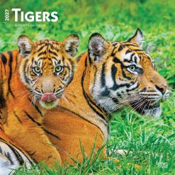 Tigers 2027 Square