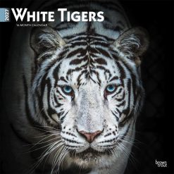 White Tigers 2027 Square
