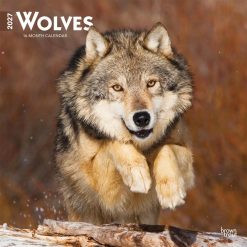 Wolves 2027 Square