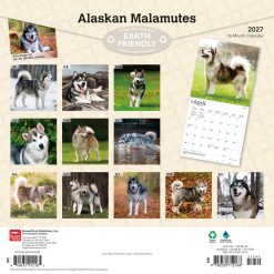 Alternative view of Alaskan Malamutes 2027 Square
